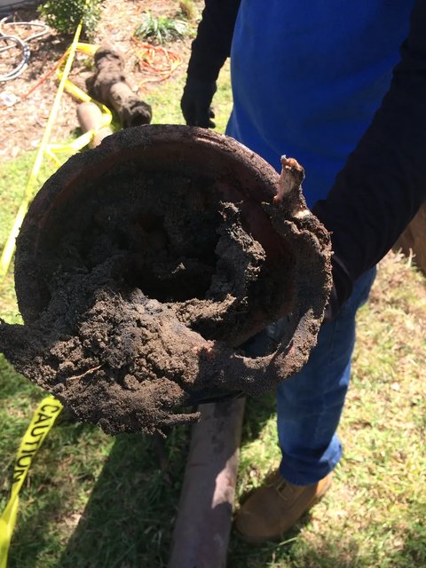 The joint of an old clay pipe, packed with roots and soil