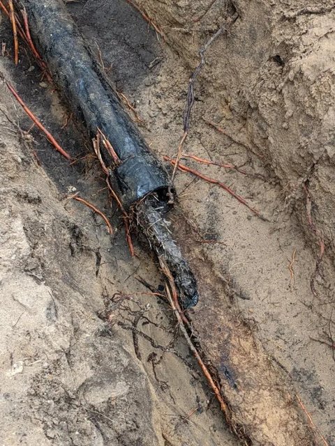 Roots running along the old line, looking for any crack or joint to get in