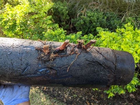Roots grew straight through the wall of this old pipe