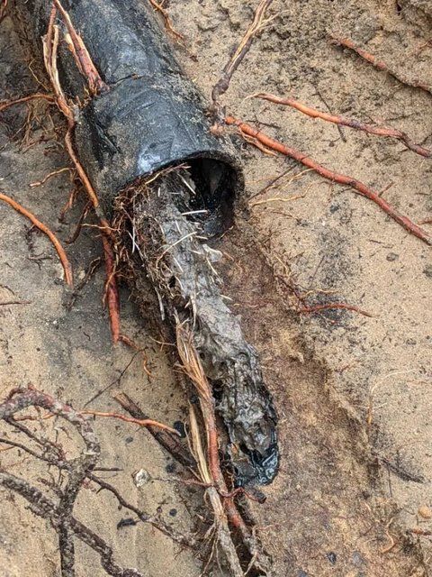 Roots packed solid inside an old sewer pipe, uncovered in the trench