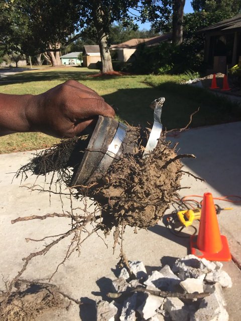 Roots grew right through this rubber coupling and filled the joint