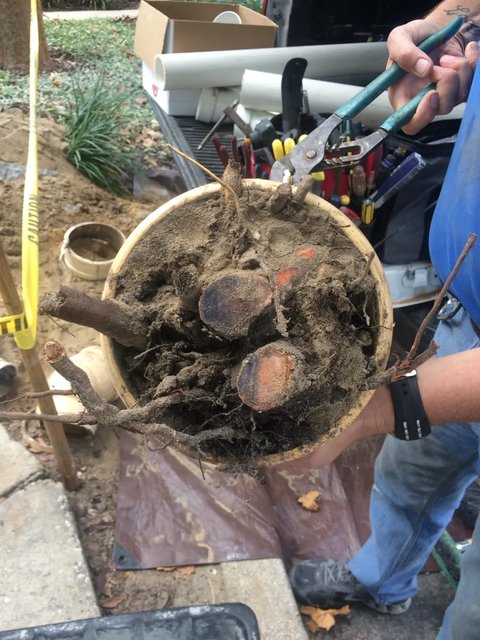 Roots as thick as a finger, cut out of a packed sewer pipe