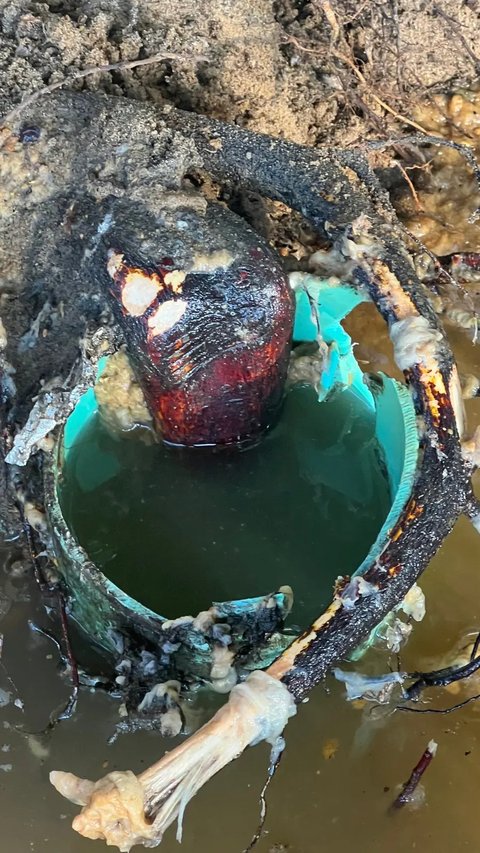 Tree roots that broke into and filled a sewer pipe, uncovered by Choice Plumbing in Central Florida