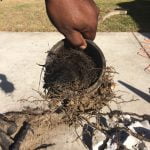roots breach drain pipe