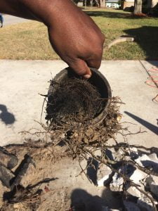 Roots in Sewer Drain-Line